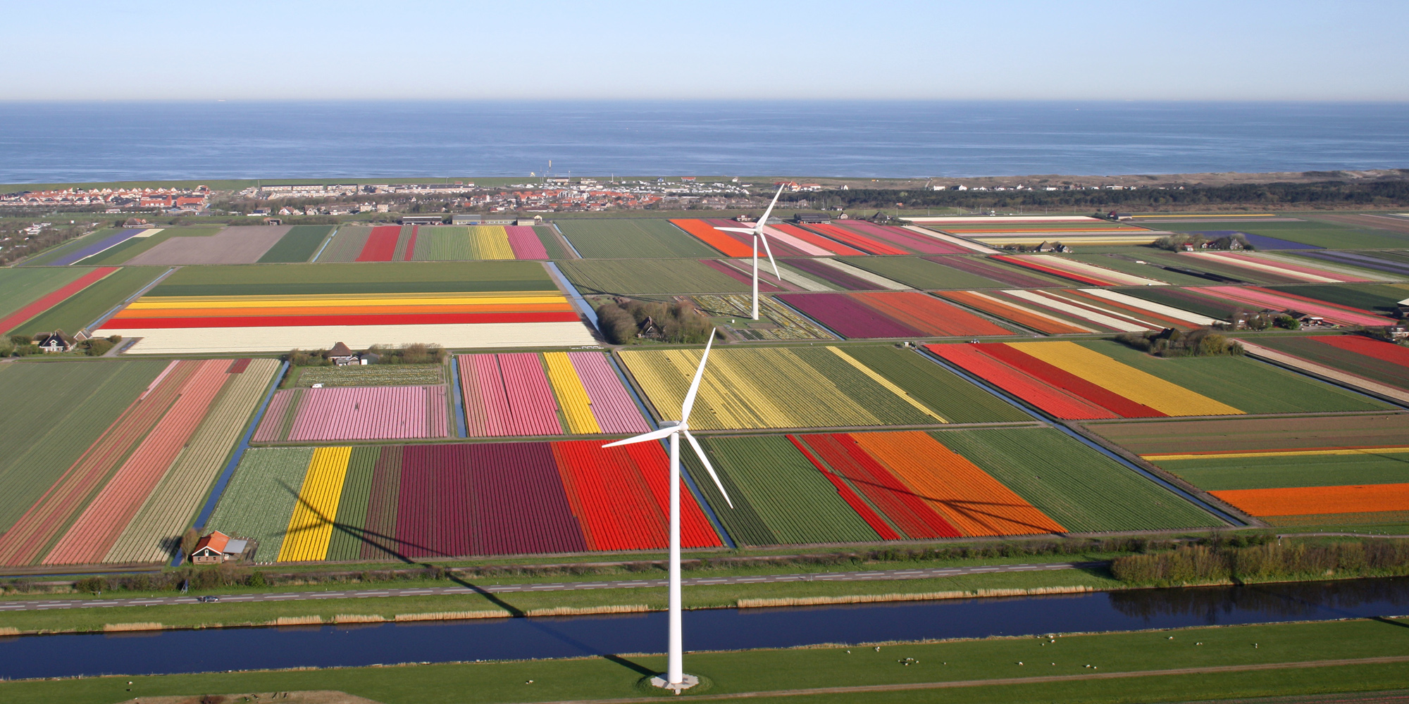 Niederländisches Tulpenfeld